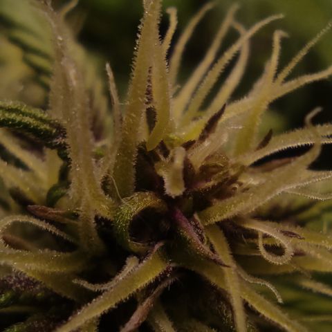 🔴 Auto Black Bird 2 growlog timeline photo