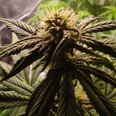 🔴 Auto Black Bird 2 growlog timeline photo