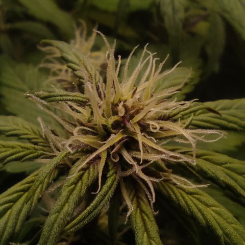 🔴 Auto Black Bird 2 growlog timeline photo