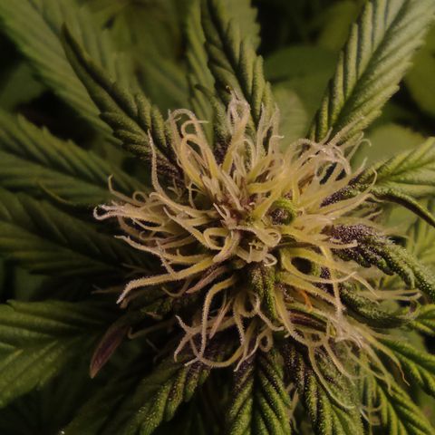 🔴 Auto Black Bird 2 growlog timeline photo