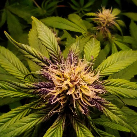 🔴 Auto Black Bird 2 growlog timeline photo