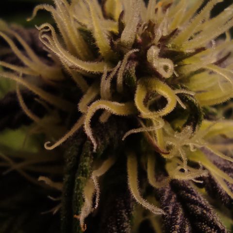 🔴 Auto Black Bird 2 growlog timeline photo