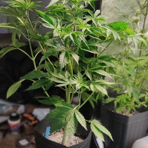 🔵 Foto Tropical Scout  growlog timeline photo