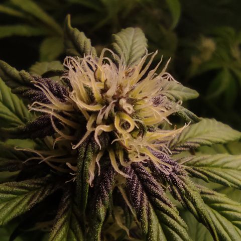 🔴 Auto Black Bird 2 growlog timeline photo