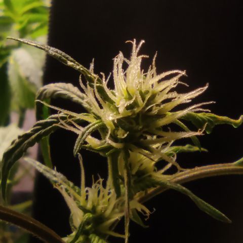 🔴 Auto Black Bird  growlog timeline photo