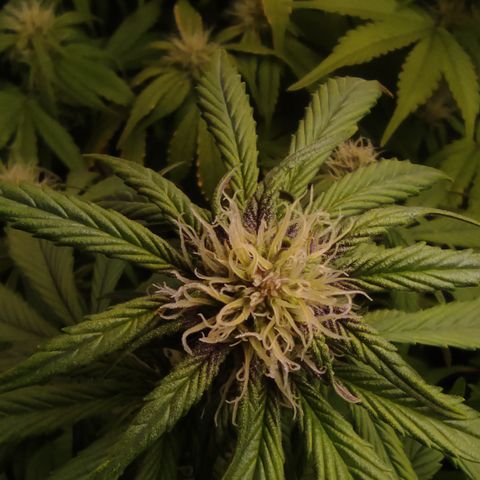 🔴 Auto Black Bird 2 growlog timeline photo