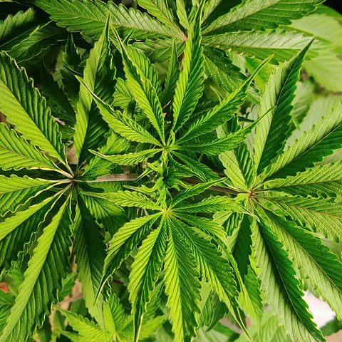 🔵 Foto Tropical Scout  growlog timeline photo