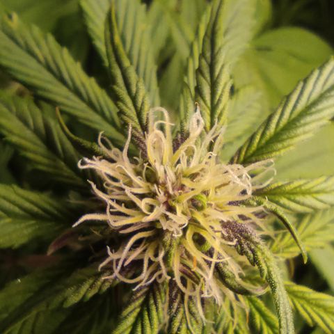 🔴 Auto Black Bird 2 growlog timeline photo