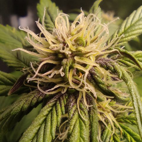 🔴 Auto Black Bird 2 growlog timeline photo