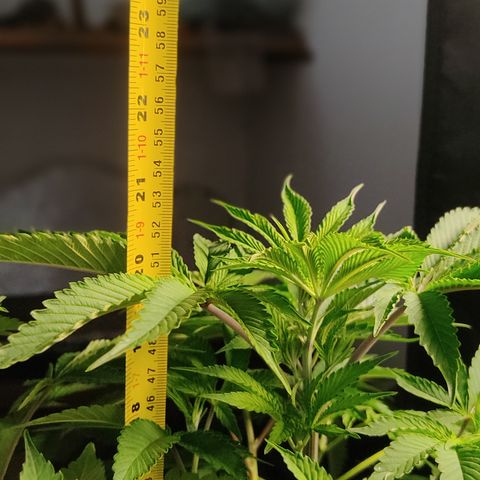 🔵 Foto Tropical Scout  growlog timeline photo