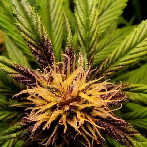 🔴 Auto Black Bird 2 growlog timeline photo