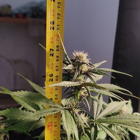 🔴 Auto Black Bird 2 growlog timeline photo