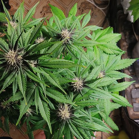 🔴 Auto Black Bird 2 growlog timeline photo