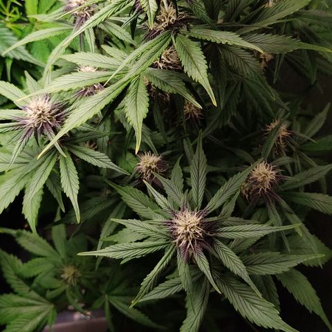 🔴 Auto Black Bird 2 growlog timeline photo