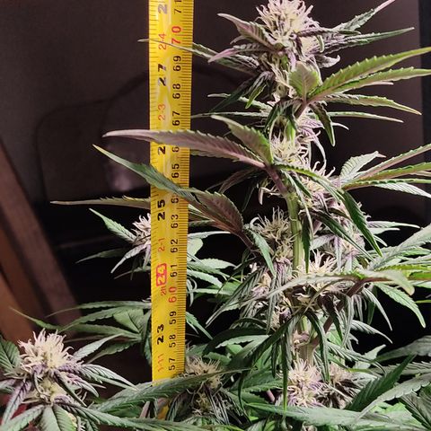 🔴 Auto Black Bird 2 growlog timeline photo