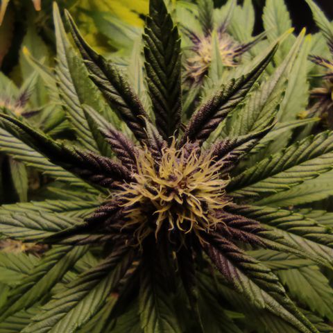 🔴 Auto Black Bird 2 growlog timeline photo
