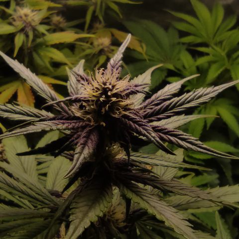 🔴 Auto Black Bird 2 growlog timeline photo