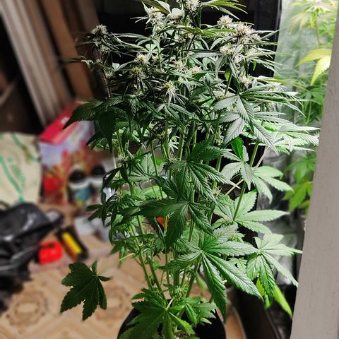 🔴 Auto Black Bird 2 growlog timeline photo