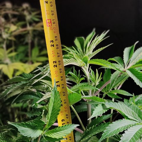 🔵 Foto Tropical Scout  growlog timeline photo