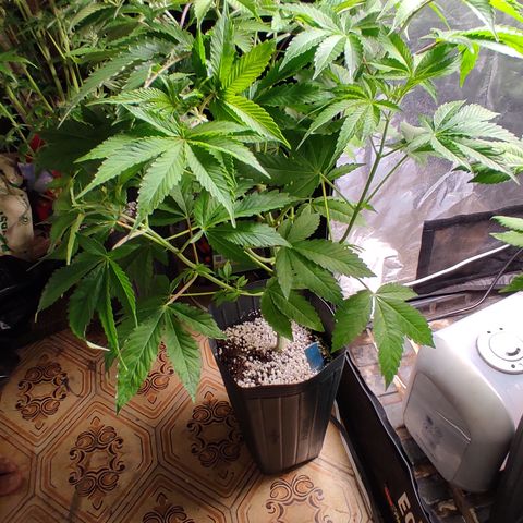 🔵 Foto Tropical Scout  growlog timeline photo
