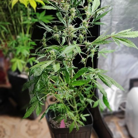 🔴 Auto Black Bird  growlog timeline photo