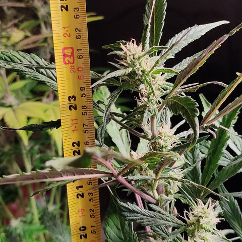 🔴 Auto Black Bird  growlog timeline photo