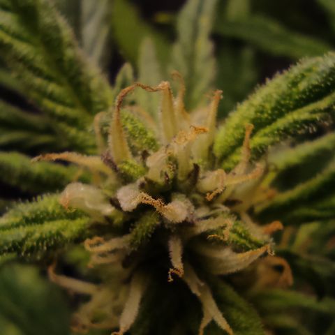 🔴 Auto Black Bird  growlog timeline photo