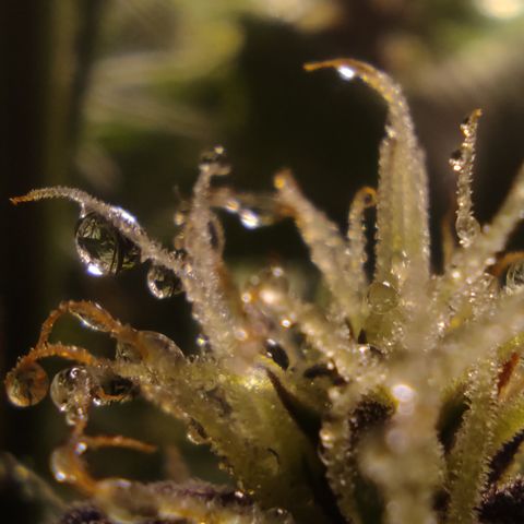 🟢 Auto Bloody fruit grape 🍇 growlog timeline photo