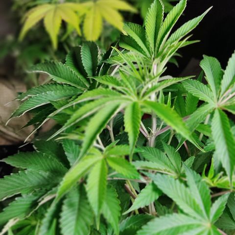 🔵 Foto Tropical Scout  growlog timeline photo