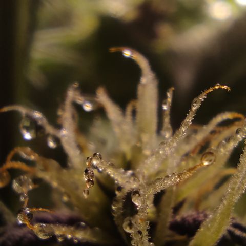 🟢 Auto Bloody fruit grape 🍇 growlog timeline photo