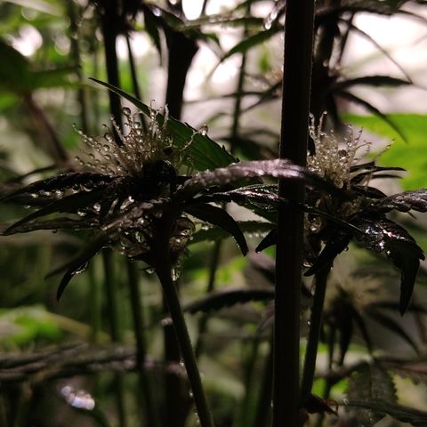 🟢 Auto Bloody fruit grape 🍇 growlog timeline photo