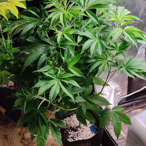 🔵 Foto Tropical Scout  growlog timeline photo