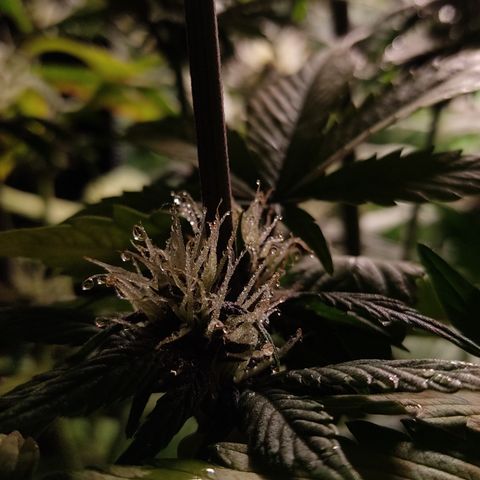 🟢 Auto Bloody fruit grape 🍇 growlog timeline photo