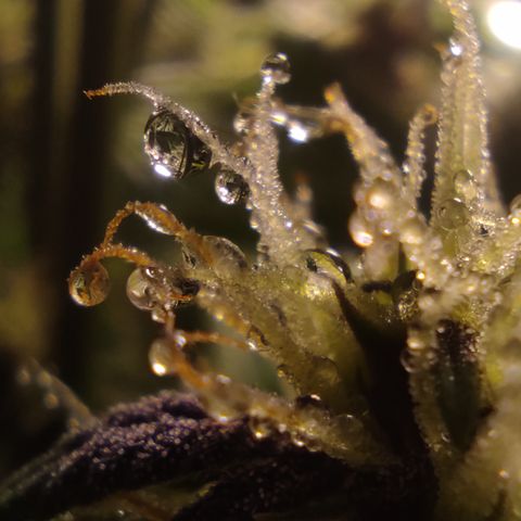 🟢 Auto Bloody fruit grape 🍇 growlog timeline photo