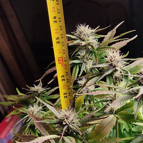 🟢 Auto Bloody fruit grape 🍇 growlog timeline photo