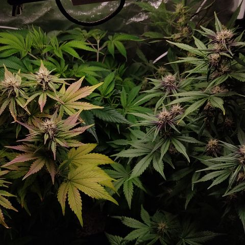 🟢 Auto Bloody fruit grape 🍇 growlog timeline photo