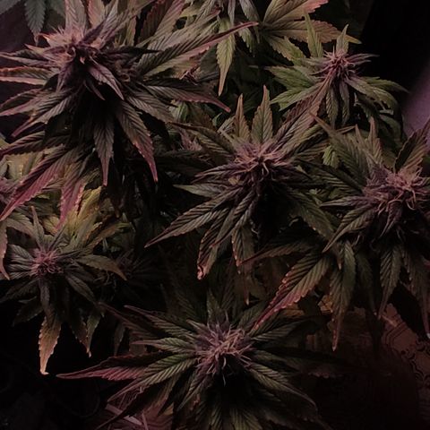 🟢 Auto Bloody fruit grape 🍇 growlog timeline photo