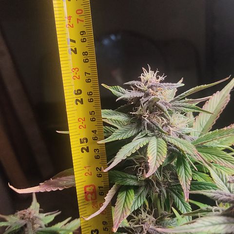 🟢 Auto Bloody fruit grape 🍇 growlog timeline photo