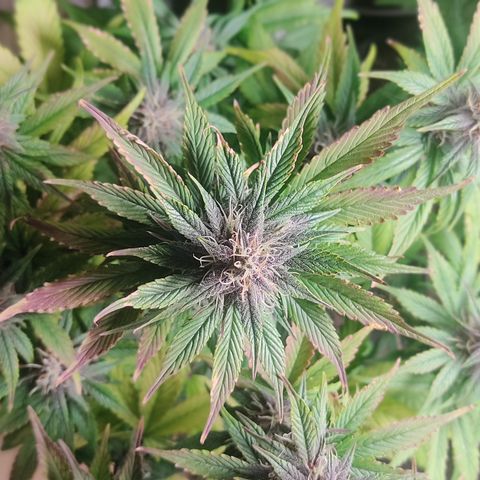 🟢 Auto Bloody fruit grape 🍇 growlog timeline photo