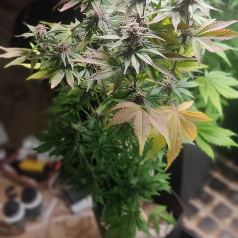 🟢 Auto Bloody fruit grape 🍇 growlog timeline photo