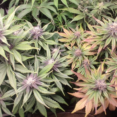 🟢 Auto Bloody fruit grape 🍇 growlog timeline photo