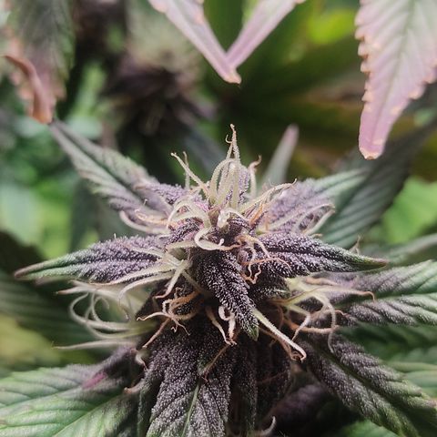 🟢 Auto Bloody fruit grape 🍇 growlog timeline photo