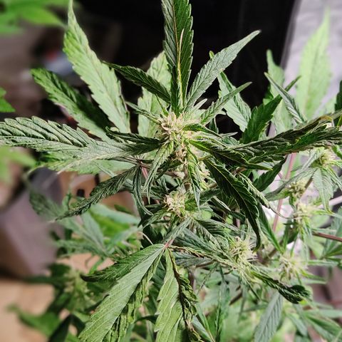 🔴 Auto Black Bird  growlog timeline photo