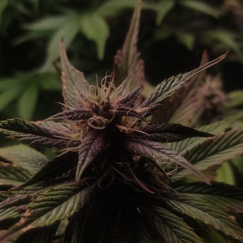 🟢 Auto Bloody fruit grape 🍇 growlog timeline photo