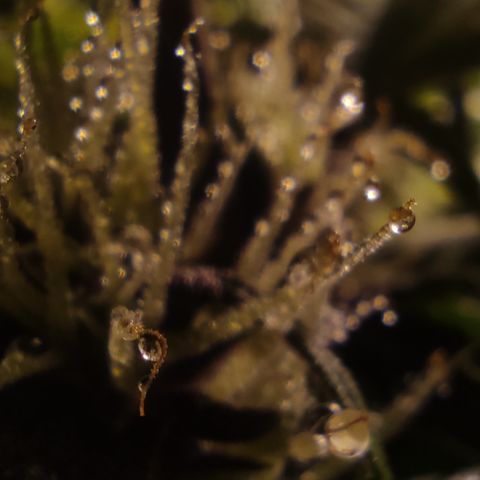 🟢 Auto Bloody fruit grape 🍇 growlog timeline photo