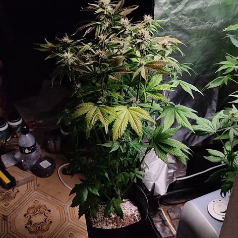 🟢 Auto Bloody fruit grape 🍇 growlog timeline photo
