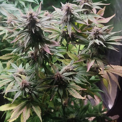 🟢 Auto Bloody fruit grape 🍇 growlog timeline photo