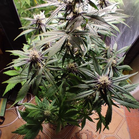 🔴 Auto Black Bird 2 growlog timeline photo