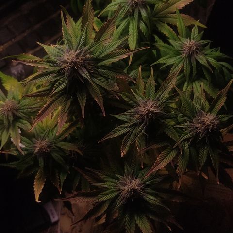 🟢 Auto Bloody fruit grape 🍇 growlog timeline photo
