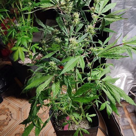 🔴 Auto Black Bird  growlog timeline photo